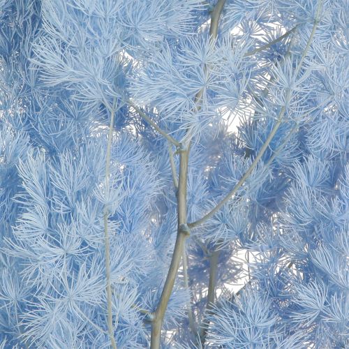 Artículo Espárragos Pluma Espárragos Secos Decoración Azul Claro 55-70cm 100g