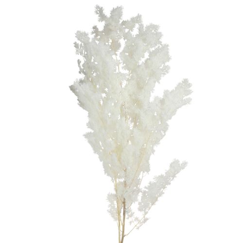 Floristik24 Espárragos de primavera Espárragos en conserva Blancos 55-70cm 100g