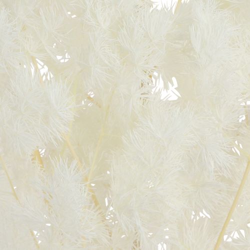 Artículo Espárragos de primavera Espárragos en conserva Blancos 55-70cm 100g