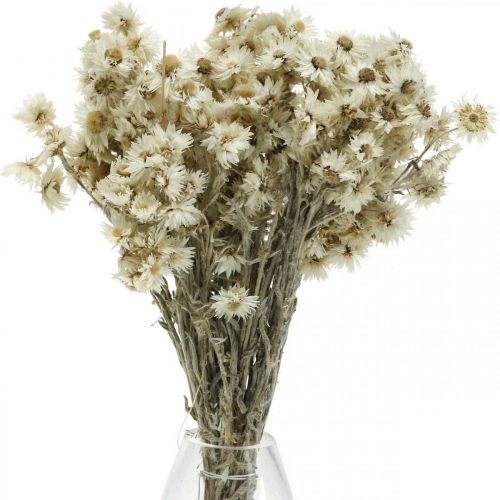 Floristik24 Mini Flor de Paja Blanca Flor Seca Deco Rock Flower H20cm 15g