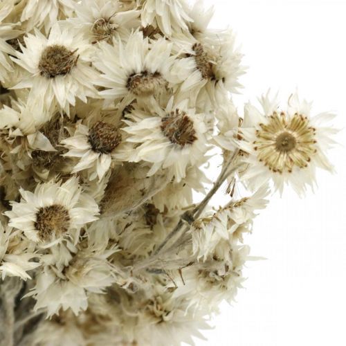Floristik24 Mini Flor de Paja Blanca Flor Seca Deco Rock Flower H20cm 15g
