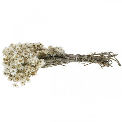 Floristik24 Mini Flor de Paja Blanca Flor Seca Deco Rock Flower H20cm 15g