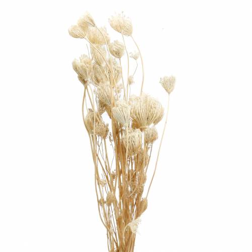 Floristik24 Flores secas blanqueadas hinojo 100g