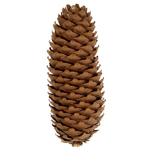 Conos de abeto natural 5kg conos de pino