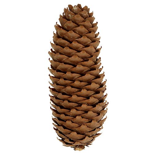 Artículo Piñas de abeto naturales Piñas de pino de 5 kg.