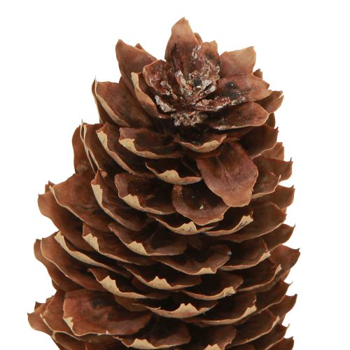 Artículo Conos de abeto conos decorativos naturales para manualidades 10-11cm 5uds
