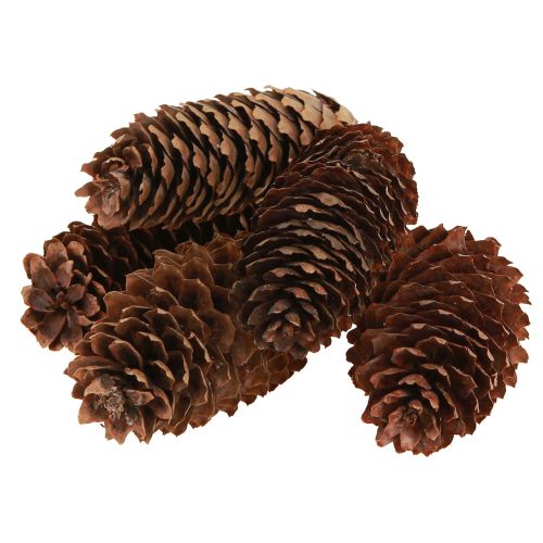 Artículo Conos de abeto conos decorativos naturales para manualidades 10-11cm 5uds