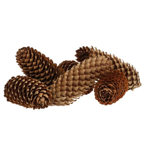 Floristik24 Conos de abeto naturaleza 13cm 12uds