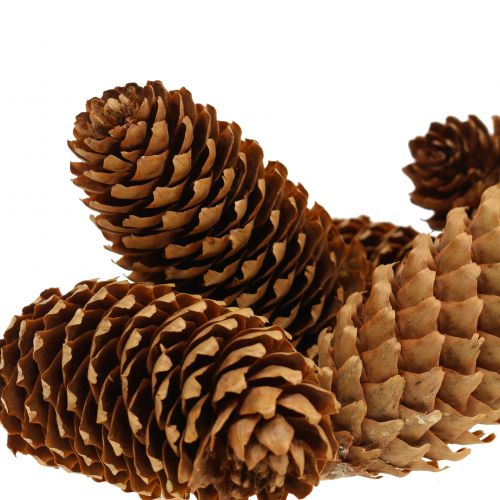 Floristik24 Conos de abeto naturaleza 13cm 12uds
