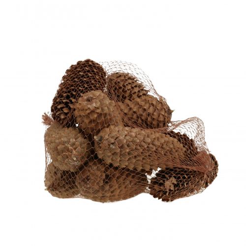 Floristik24 Conos de abeto naturaleza 13cm 12uds