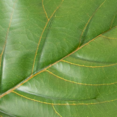 Ficus lyrata artificial de 120 cm, decorativo para salón. | Floristik24.es