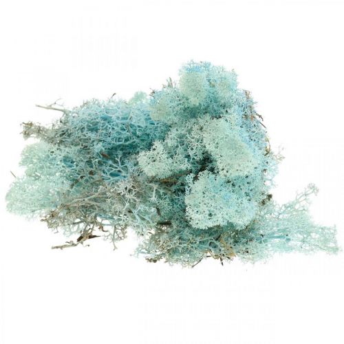 Floristik24 Musgo de decoración azul claro aguamarina musgo de reno musgo artesanal 400g