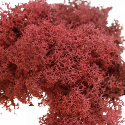 Artículo Musgo decorativo musgo de reno rojo burdeos para manualidades 400g