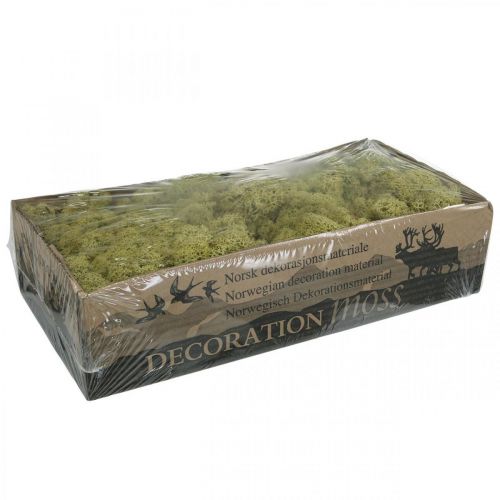 Artículo Musgo de kiwi verde musgo decorativo para manualidades, seco, teñido 500g