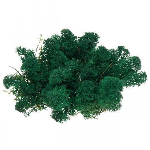 Floristik24 Musgo decorativo verde musgo de Islandia conserva musgo para manualidades 400g