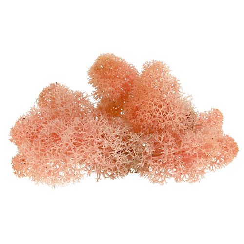 Artículo Musgo decorativo musgo de Islandia rosa 400g