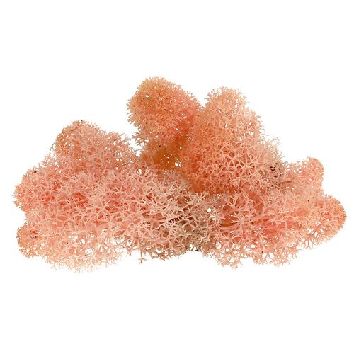 Floristik24 Deco musgo musgo de reno rosa 400g