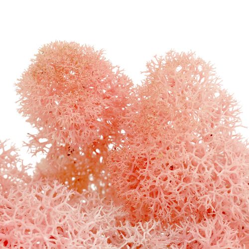 Artículo Deco musgo musgo de reno rosa 400g