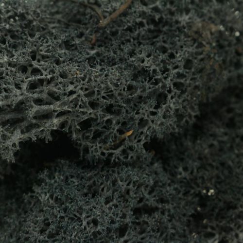 Artículo Musgo Decorativo Negro conserva musgo de Islandia para manualidades 400g