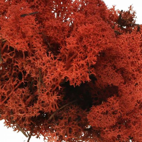 Musgo decorativo rojo Siena musgo natural para manualidades, seco, coloreado 500g