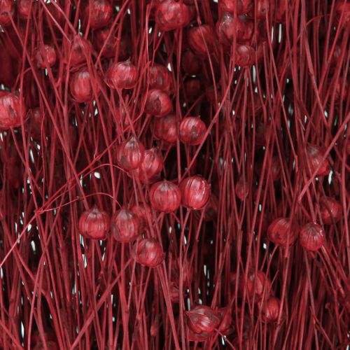 Floristik24 Lino Burdeos Rojo Seco Decoración Flores Secas L55cm 80g