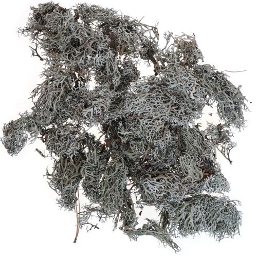 Liquen liquen musgo musgo de árbol musgo decorativo natural 1kg