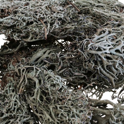 Liquen liquen musgo musgo de árbol musgo decorativo natural 1kg