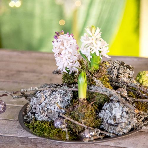 Floristik24 Liquen decoración natural con gris musgo 500g