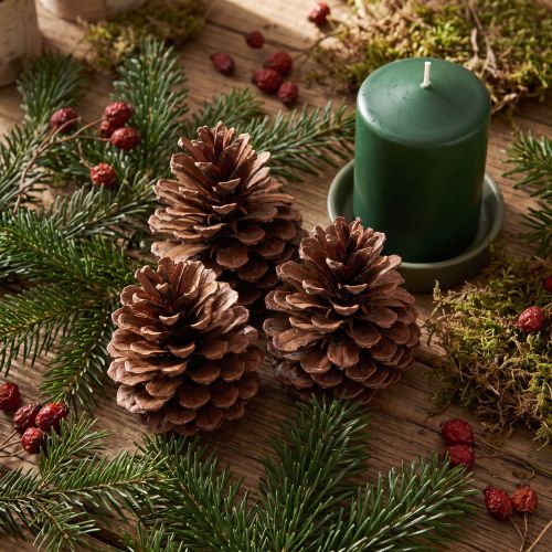 Piñas de pino (Pinus maritima), piñas de pino marítimo, decorativas, 12-13 cm, 3 piezas | Floristik24.es
