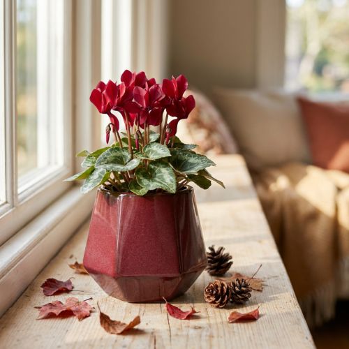 Macetero Jardinera de cerámica Rojo Hexagonal Ø10cm H9cm | Floristik24.es