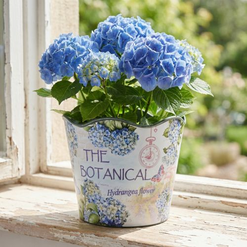Macetero macetero de plástico hortensias de verano Ø16,5cm H13,5cm | Floristik24.es