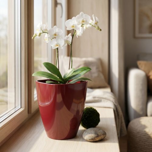 Macetero orquídea brillante Ø12,5cm Burdeos 1ud | Floristik24.es