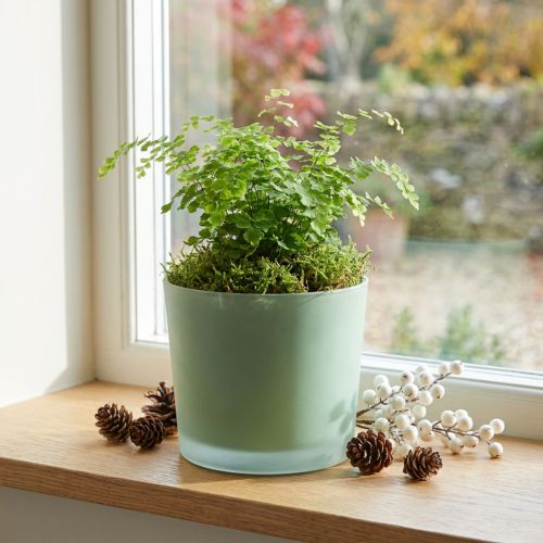 Macetero de cristal macetero verde bañera de cristal Ø14,5cm H12,5cm | Floristik24.es