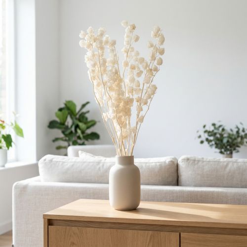 Artículo Physalis seca, flor de farolillo chino blanqueada, nicandra decorativa, 75-80 cm, 100 g