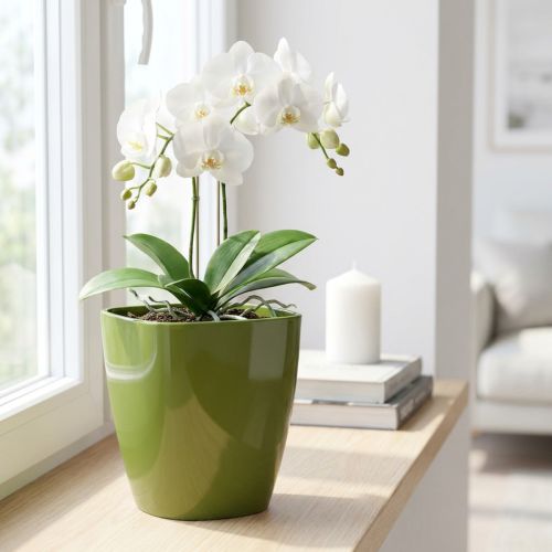 Macetero orquídea brillante Ø12,5cm verde oliva 1ud | Floristik24.es