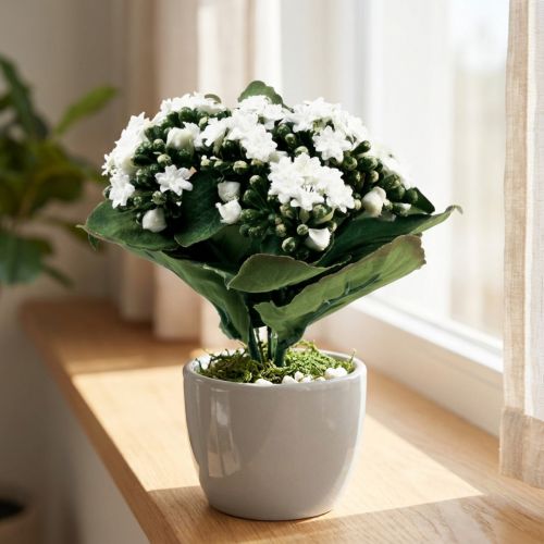 Kalanchoe artificial Flaming Käthchen blanco 24cm | Floristik24.es