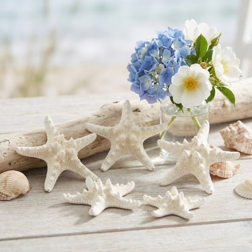 Decoración de estrellas de mar blancas, estrellas de mar secas para manualidades de 7-11 cm, 15 unidades | Floristik24.es