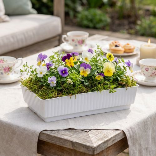 Cuenco de enchufe Lara 15cm x 8cm x 4cm 10uds | Floristik24.es
