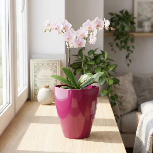 Macetero orquídea brillante Ø12,5cm cerezo 1ud | Floristik24.es