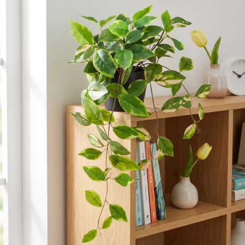 Philodendron Scindapsus con maceta, fácil de cuidar, ideal para la oficina y el hogar 32 cm | Floristik24.es