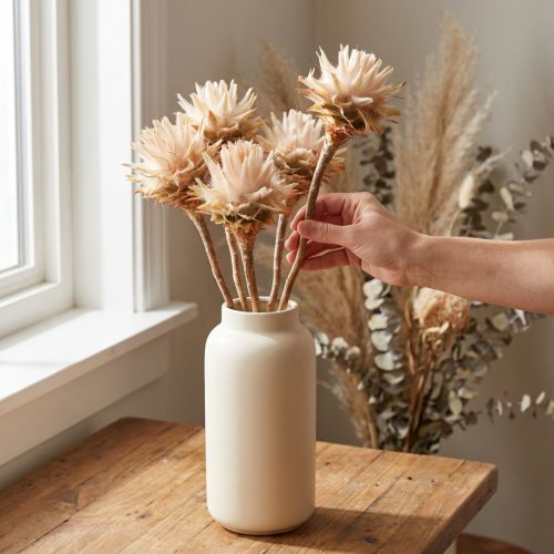 Leucospermum Plumosum Árbol de Plata Flores Luz 25uds | Floristik24.es