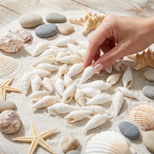 Artículo Deco caracoles blanco, caracol de mar decoración natural 2-5cm 1kg
