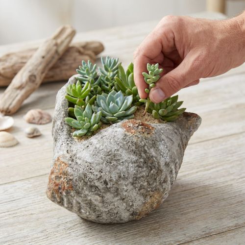 Artículo Maceta de concha de piedra gris antiguo marítimo 22×18×13cm
