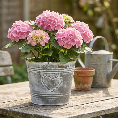 Maceta metálica de estilo shabby chic con diseño en forma de corazón, Ø22cm, H17.5cm | Floristik24.es