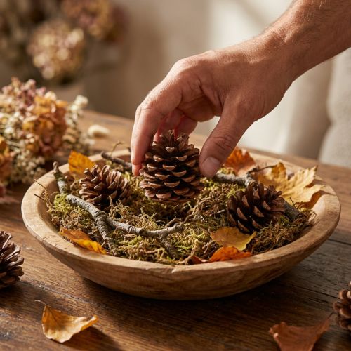 Piñas de pino Pinus Pinea de tamaño mediano, naturales, de 8 a 10 cm, 50 unidades. | Floristik24.es