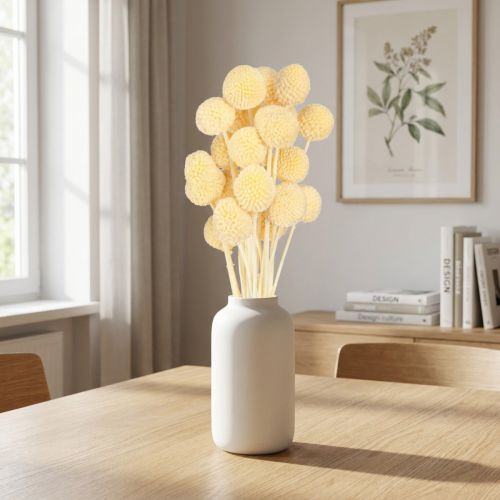 Craspedia Flores Secas Decoración Crema 20 piezas 50-55cm | Floristik24.es