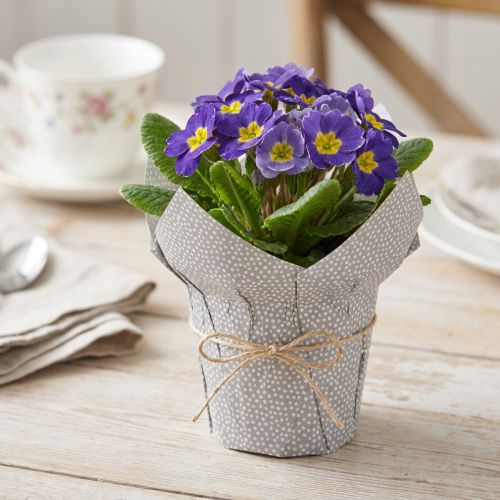 Papel para macetas con lunares para regalo, flores, Ø7 cm, alto 14 cm, 12 unidades | Floristik24.es