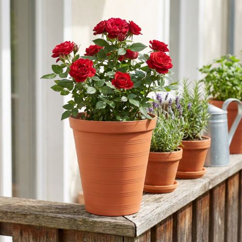 Macetero para rosas plastico 19cm terracota 1ud | Floristik24.es