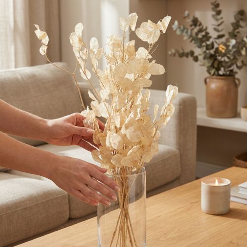 Artículo Planta del dinero seca Lunaria Champagne 65-70cm 20g