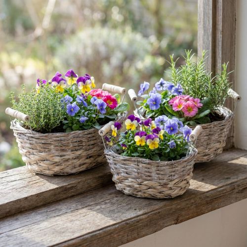 Cesta natural para plantar, cesta con asas, macetero shabby chic blanco lavado L31/27,5/24cm H12/11,5/10cm juego de 3 | Floristik24.es